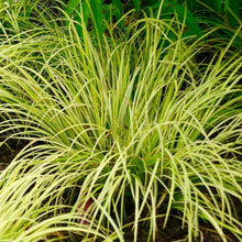 Load image into Gallery viewer, Acorus Ogon Plants