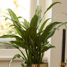 Load image into Gallery viewer, Aglaonema Cutlass Chinese Evergreen Plants