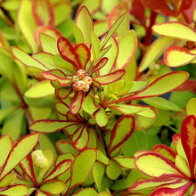 Load image into Gallery viewer, Admiration Barberry Shrubs